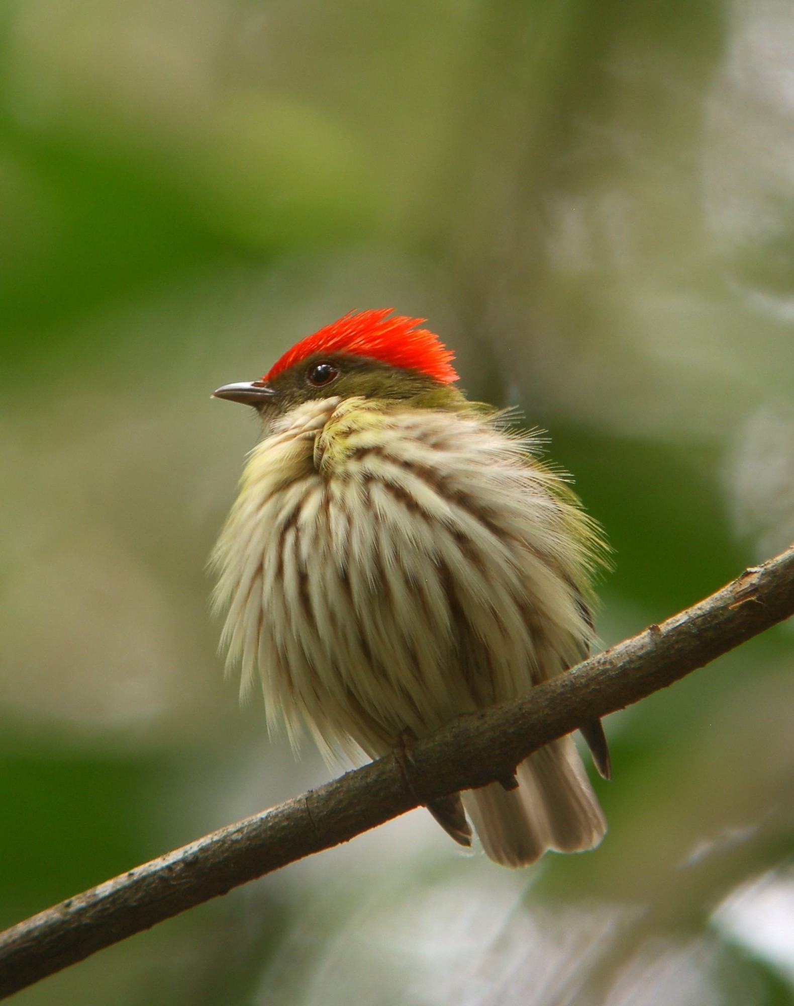 eastern striped manakin Alan Martin world land trust.JPG